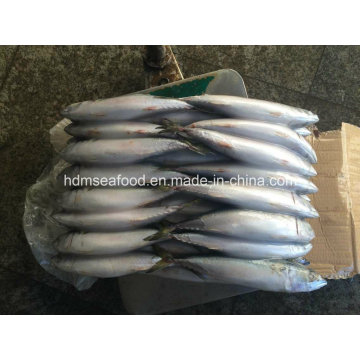 200-300g Gefrorene pazifische Makrelenfische